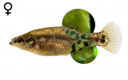 Zoogoneticus purhepechus | goodeidworkinggroup.com